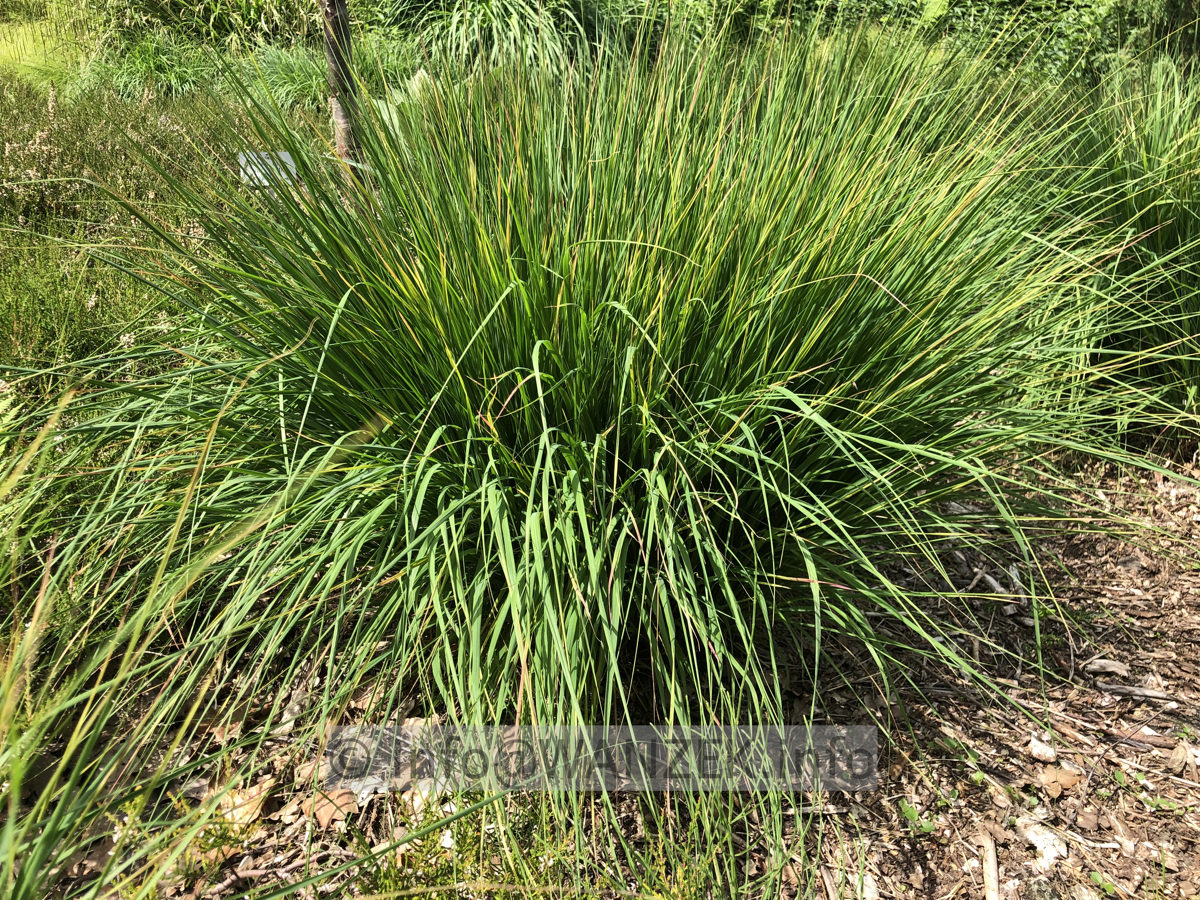 Molinia caerulea Rotschopf 002.JPG